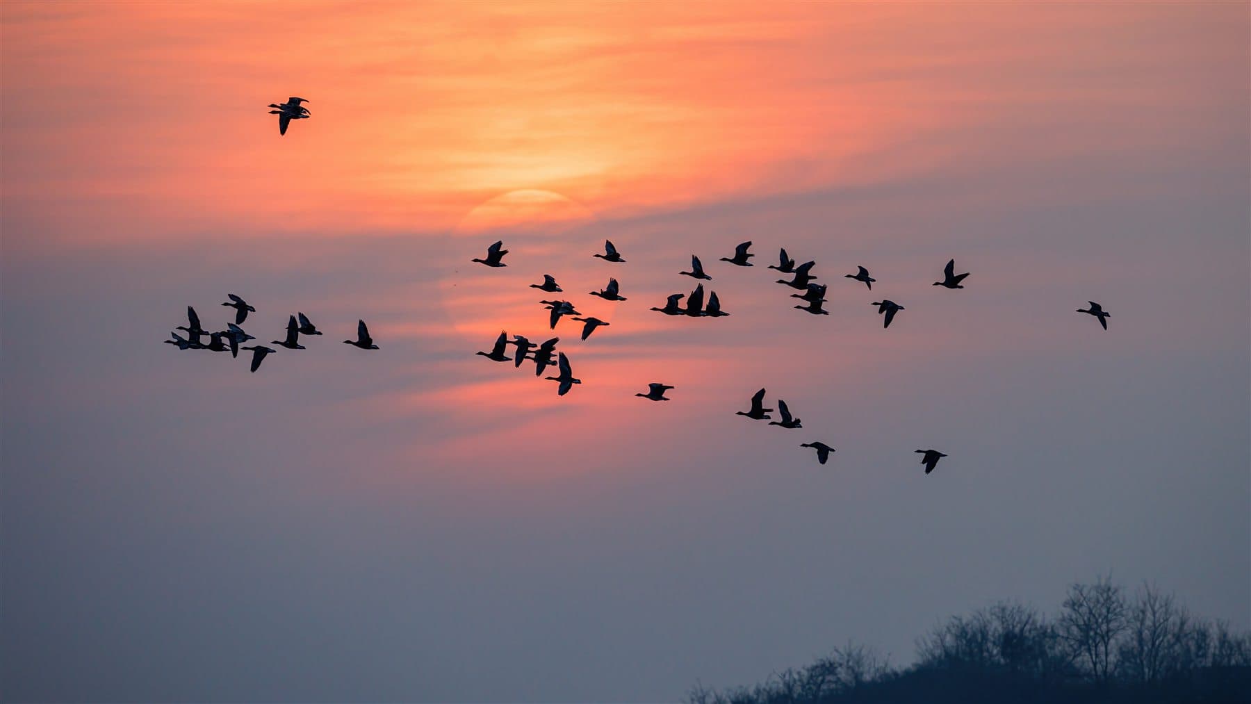 Birds flying across an orange sunset sky